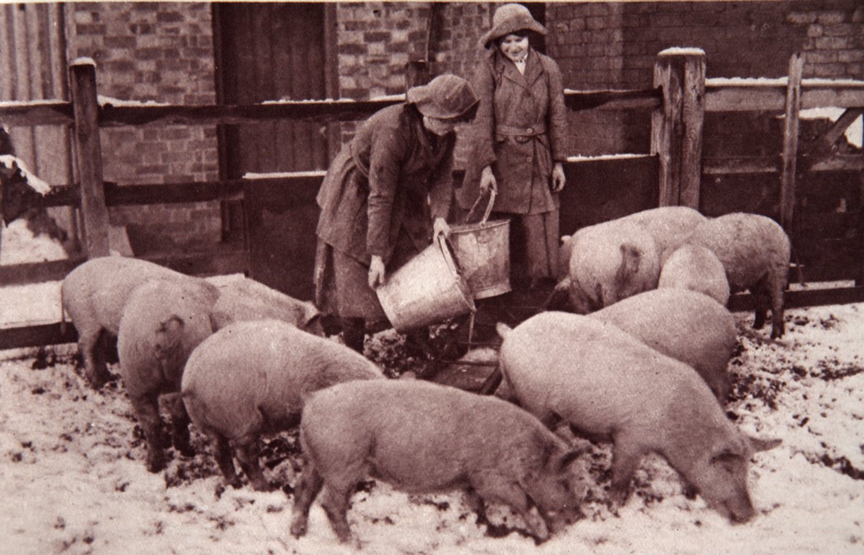 Schweine füttern, Illustration aus The Illustrated War News, Januar 1917 von English Photographer