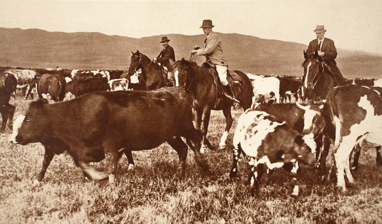König Edward VIII. treibt Rinder in Alberta, Kanada, 1920er Jahre von English Photographer