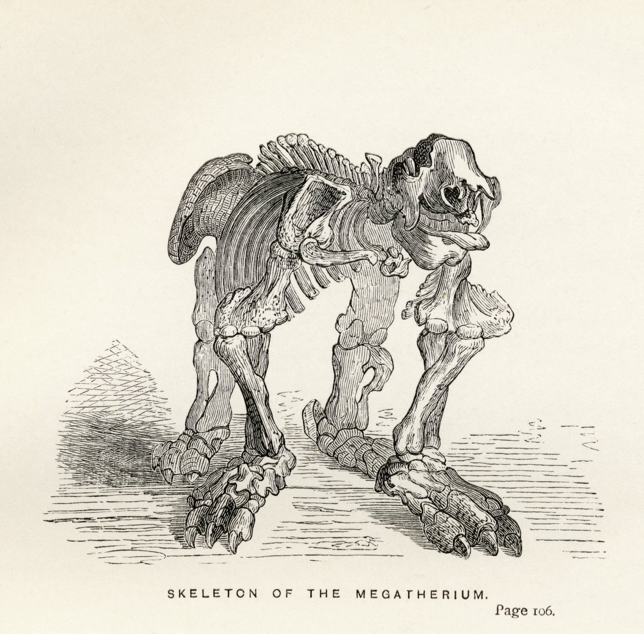 Skelett des Megatheriums, aus 