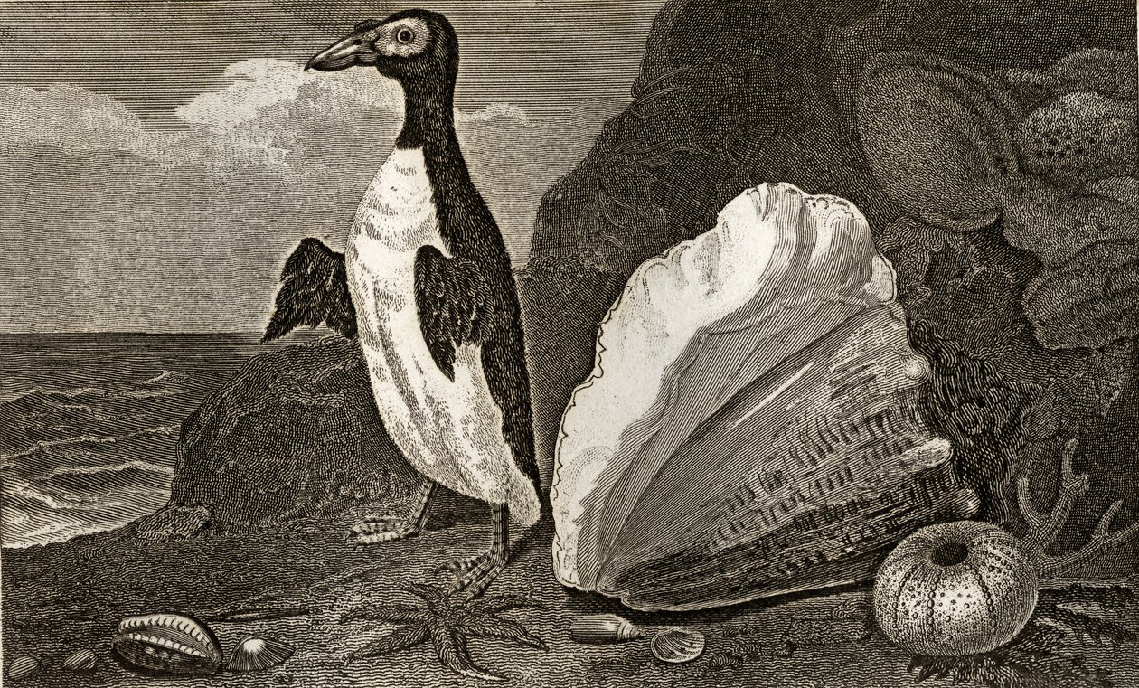 Der Pinguin mit der Muschel und anderen Muscheln und Schwämmen von English School