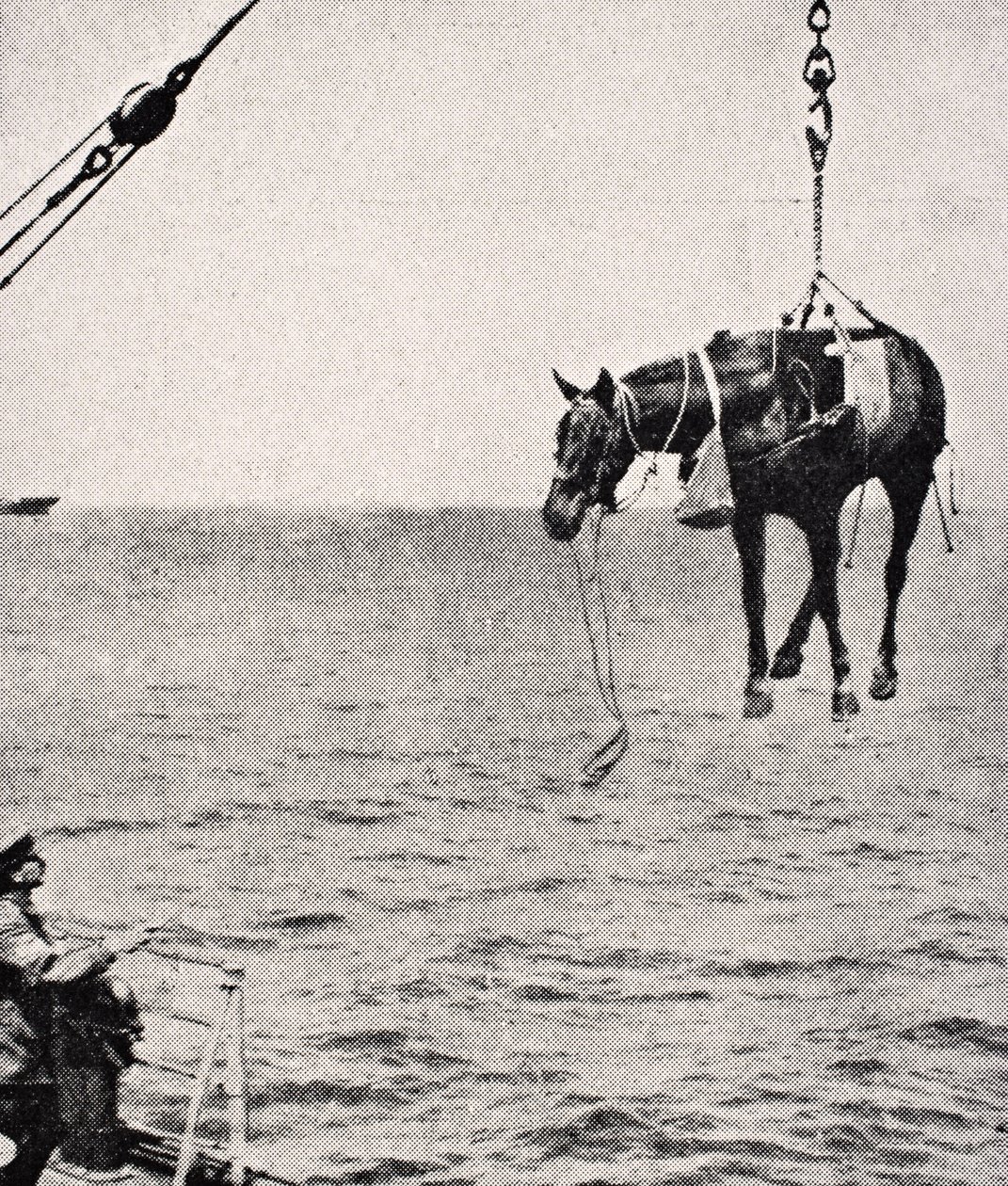 Pferdetransport vom Schiff an Land im Persischen Golf, 1915, aus 
