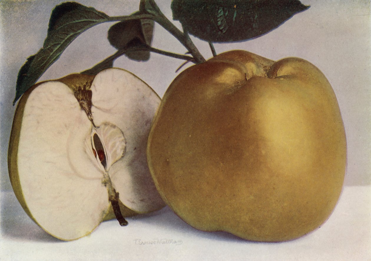 Apfel, Lord Derby von English Photographer