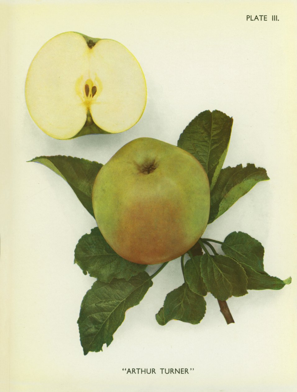 Äpfel von England: Arthur Turner von English Photographer