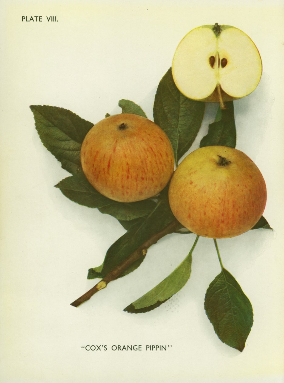 Äpfel von England: Cox