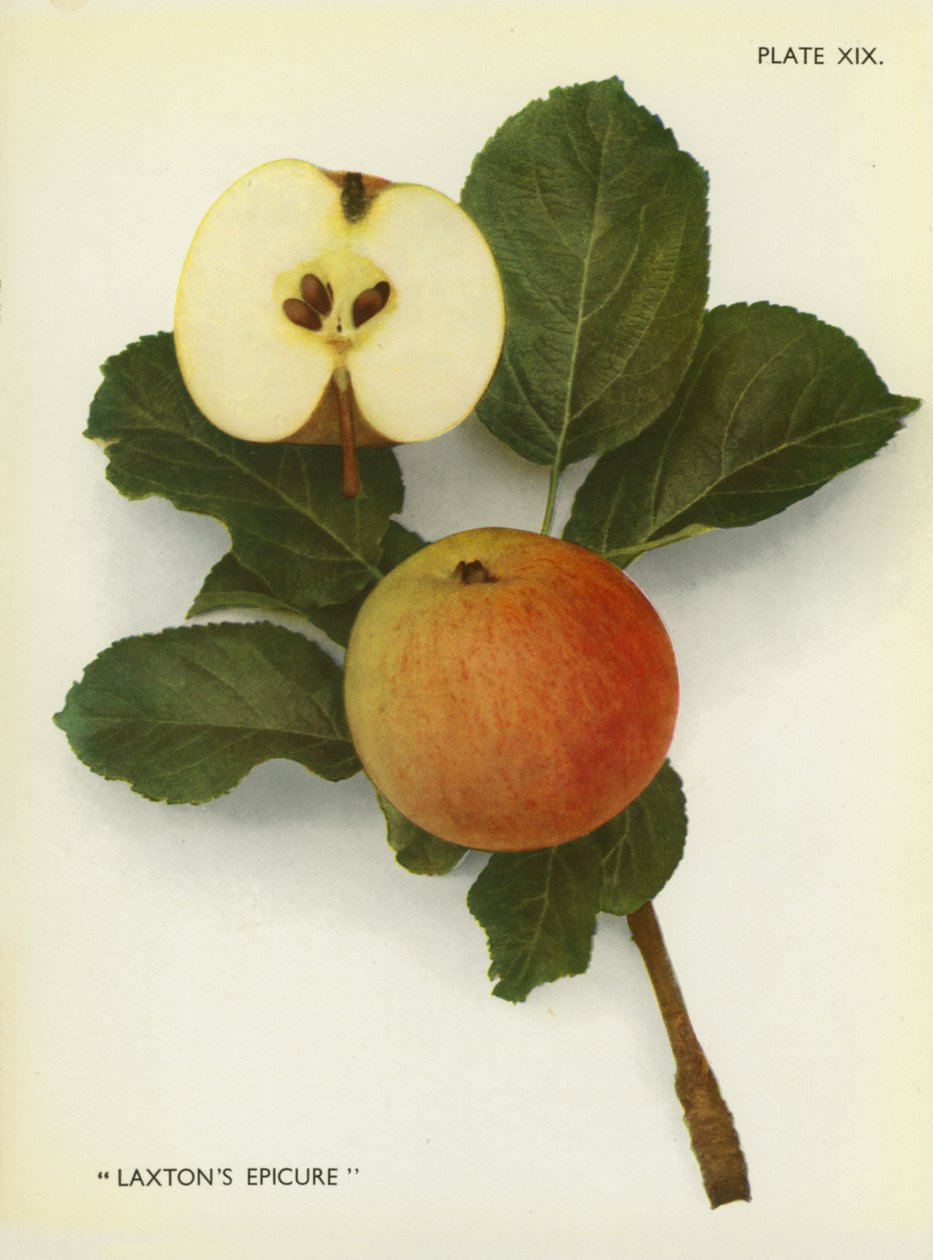 Äpfel von England: Laxton