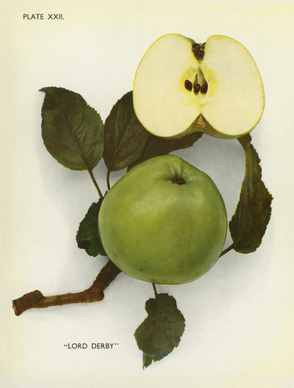 Äpfel von England: Lord Derby (Farbfoto) von English Photographer