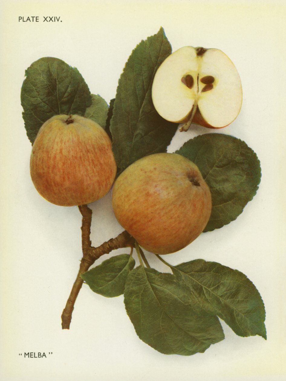 Äpfel von England: Melba von English Photographer