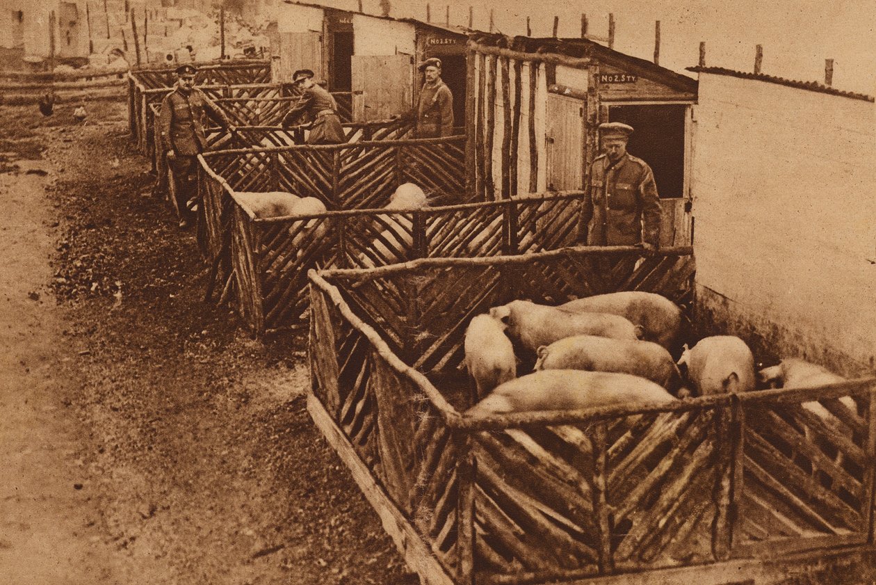 Schweinezucht der britischen Armee während des Ersten Weltkriegs von English Photographer