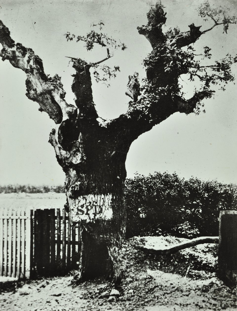 Brockley Lane: Old Oak, London, 1890 von English Photographer