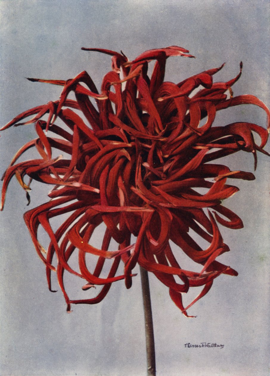 Kaktus-Dahlie, Eroberer von English Photographer