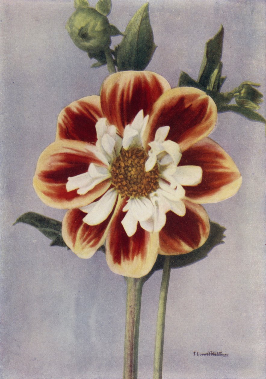 Collerette Dahlie, Gallia von English Photographer