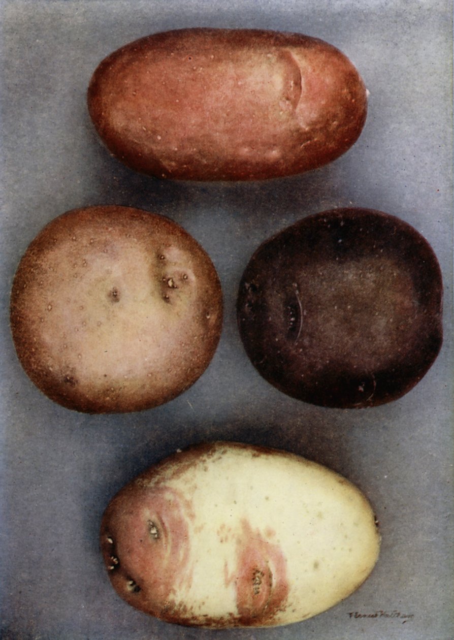 Bunte Kartoffeln von English Photographer