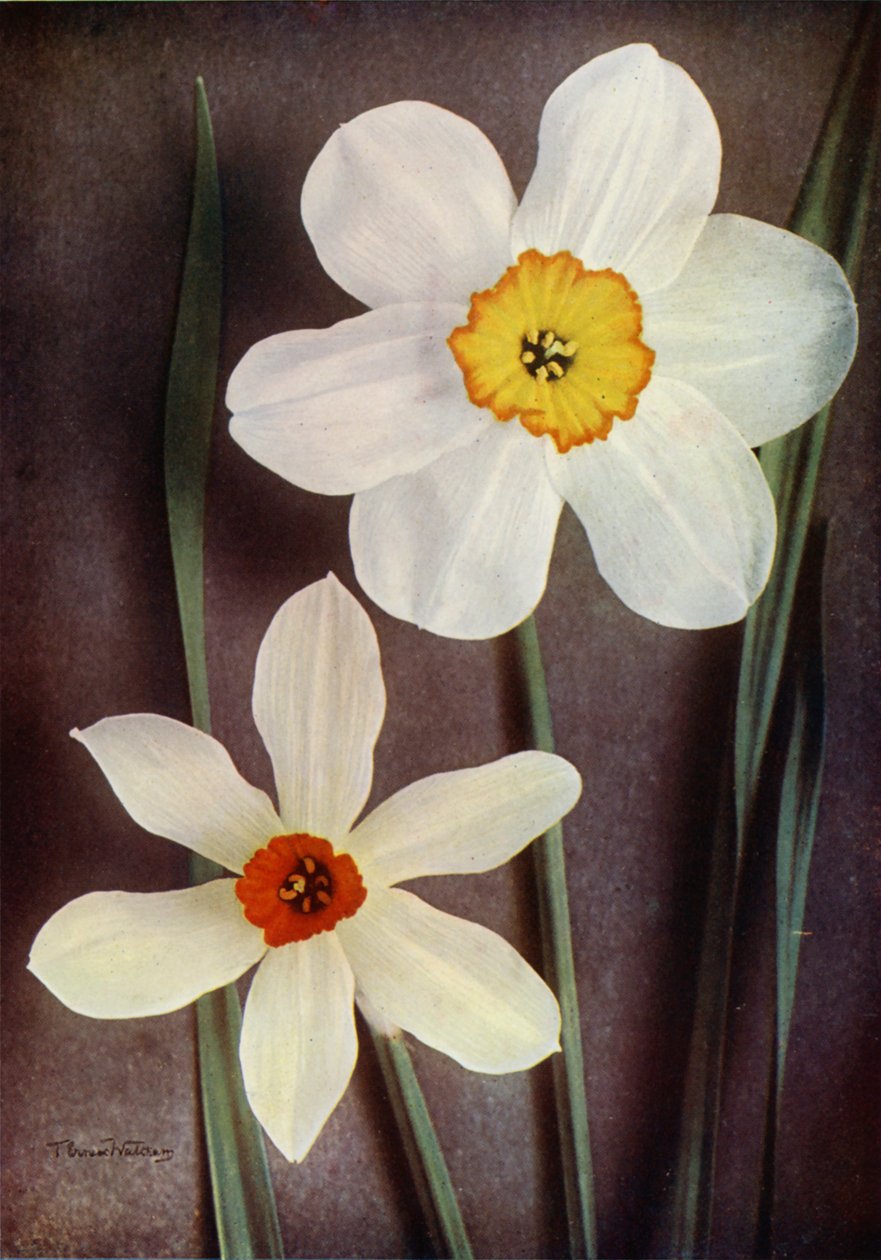 Narzisse von English Photographer