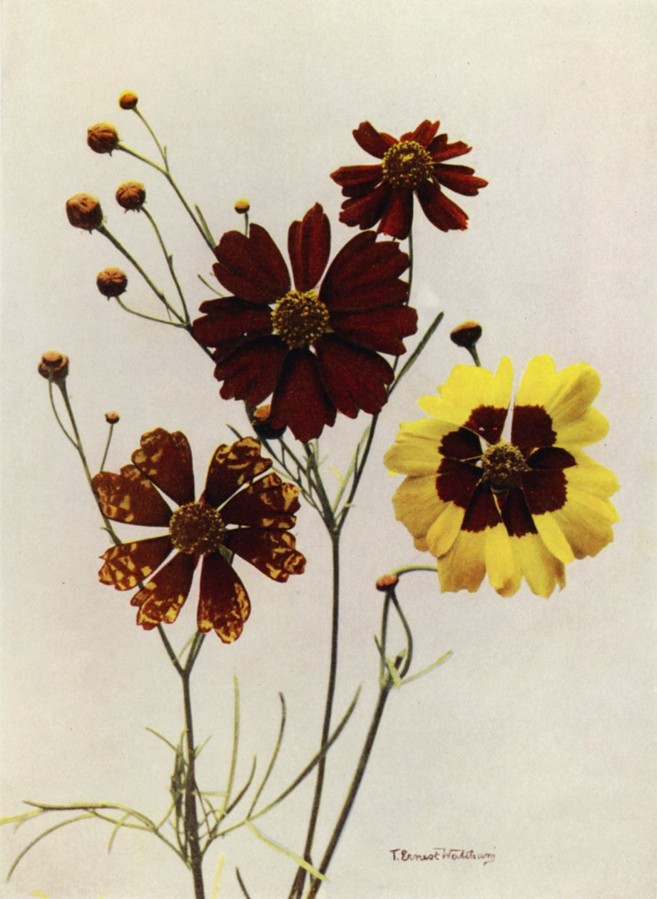 Gartensorten von Coreopsis Drummondii und C Tinctoria von English Photographer