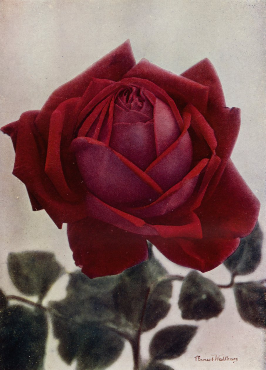 Hugh Dickson (HP) von English Photographer