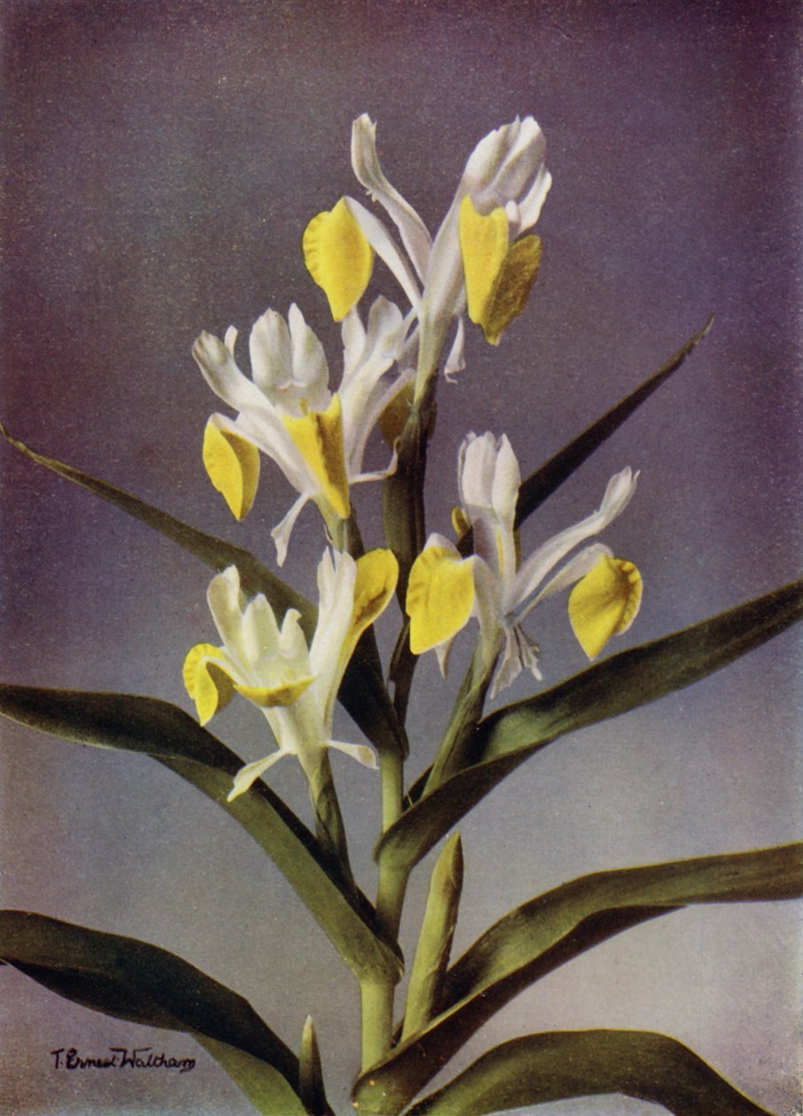 I Bucharica, Eine typische Juno-Iris von English Photographer