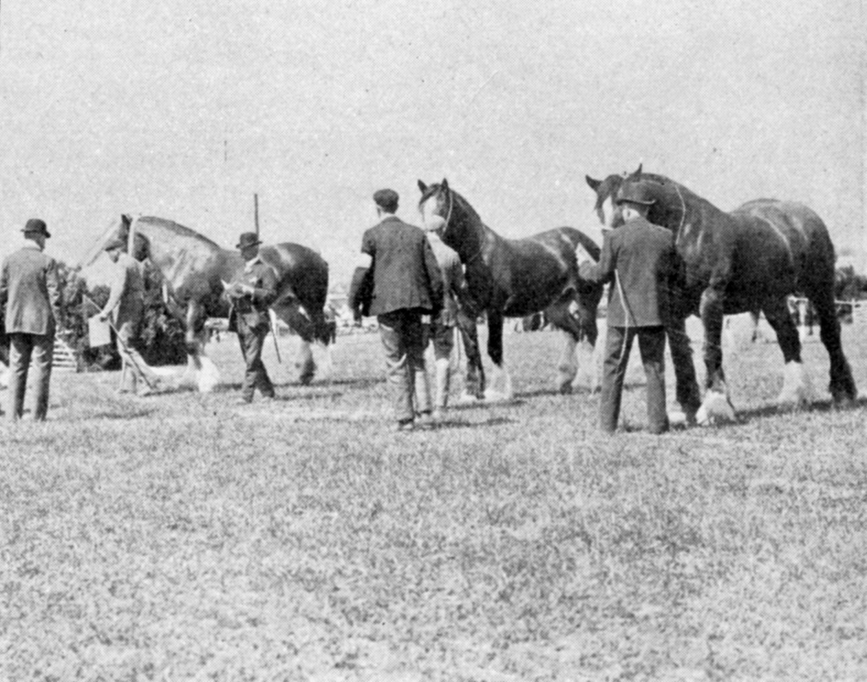 Bewertung von Shire Horses auf der Landwirtschaftsausstellung in Oxfordshire, Illustration aus The King, 25. Mai 1901 von English Photographer
