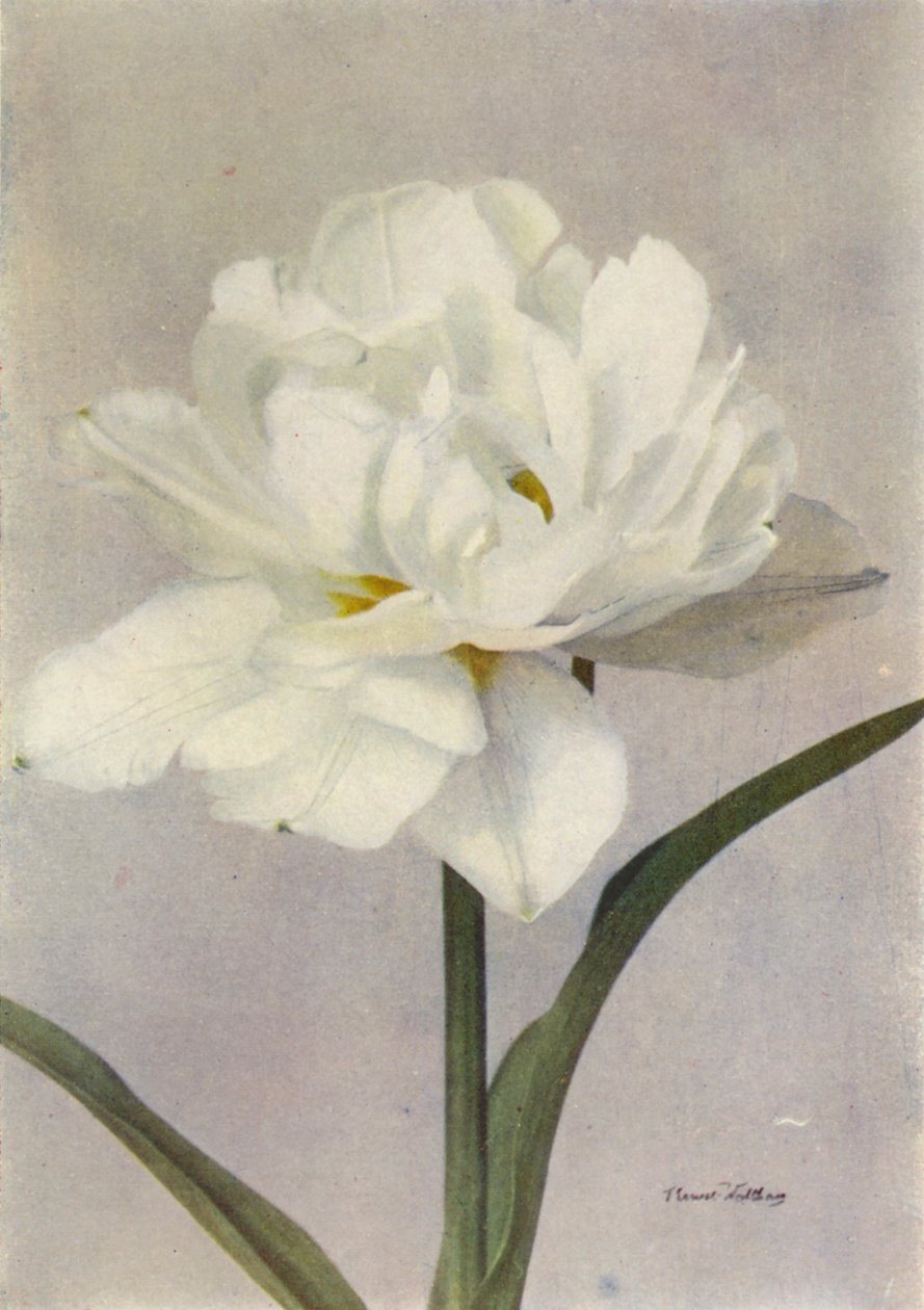 Schoonoord von English Photographer