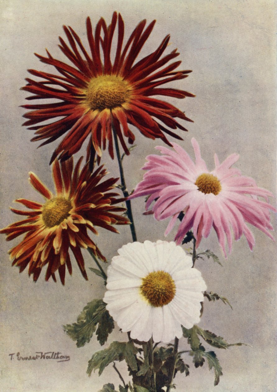 Arten von Einzelblumen von English Photographer