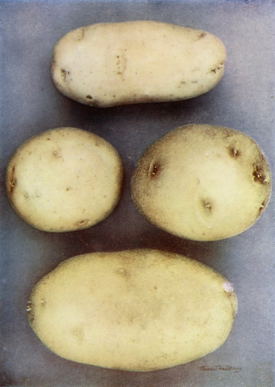 Weiße Kartoffeln von English Photographer