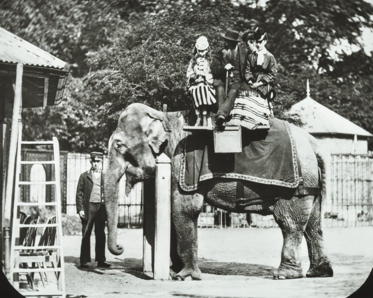 Zoologische Gärten, Regents Park: Elefant mit Erwachsenen und Kindern beim Reiten, London Zoo, 1894 von English Photographer
