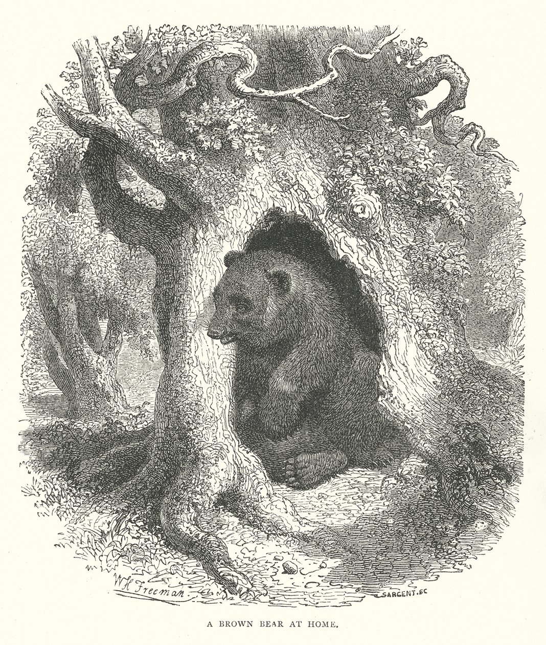 Ein Braunbär zu Hause von English School