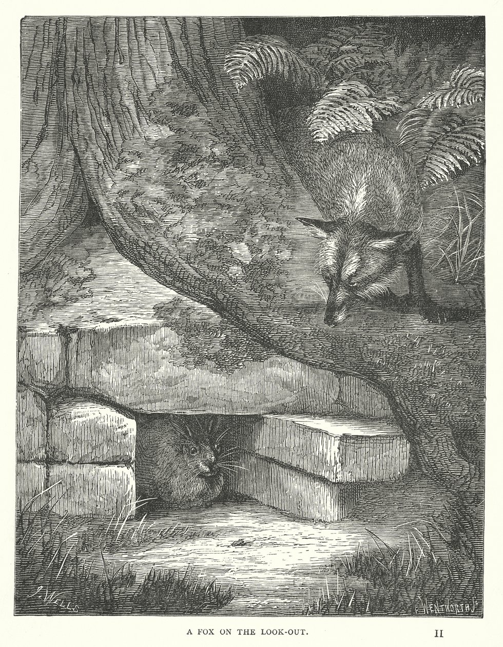 Ein Fuchs auf der Lauer (Gravur) von English School