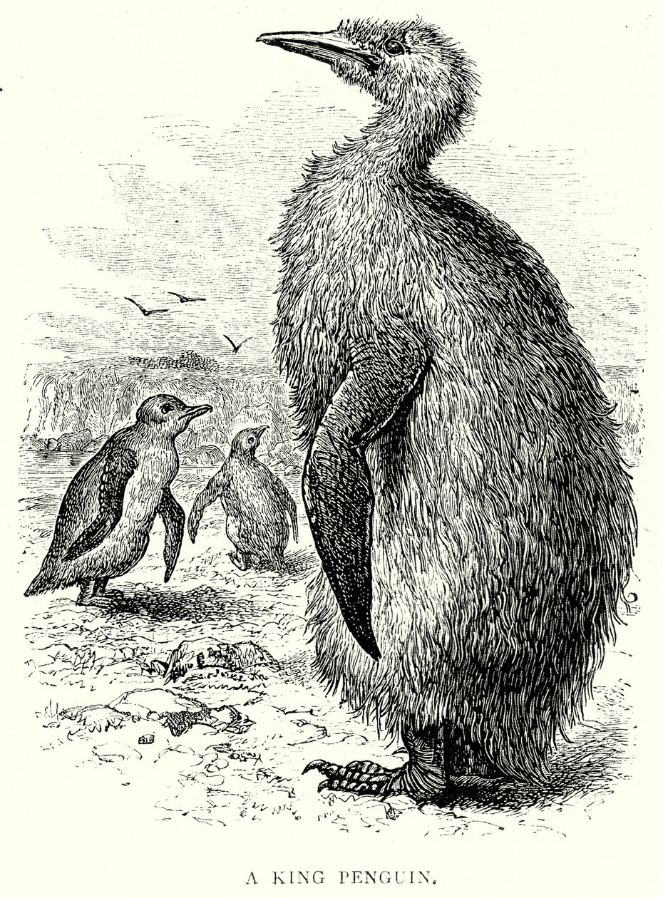 Ein Königspinguin von English School