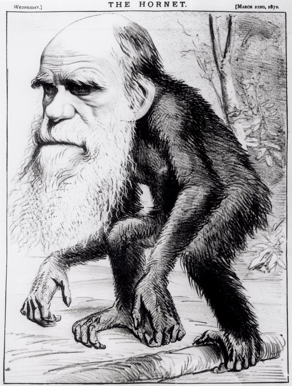 Ein ehrwürdiger Orang-Utan, aus 