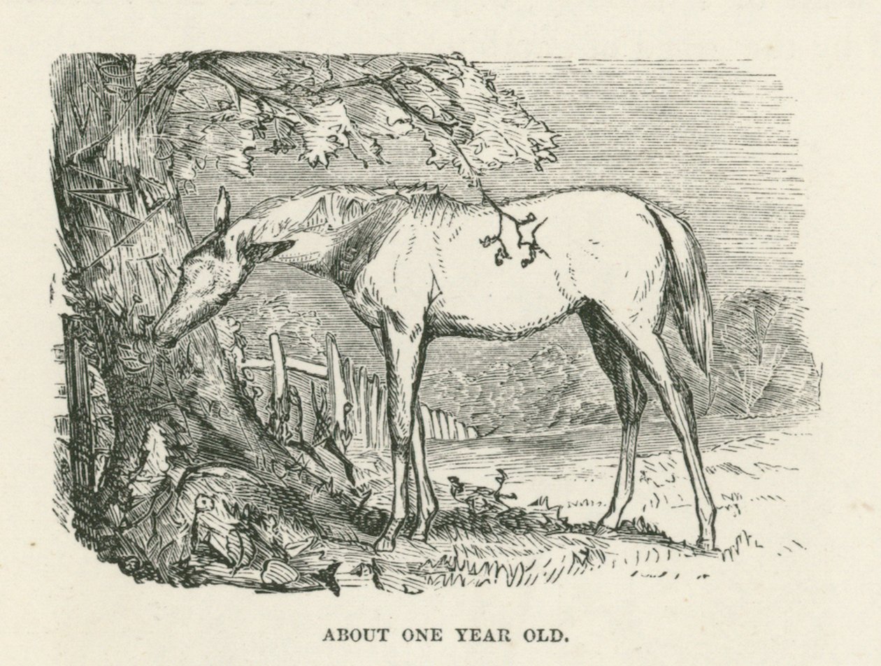 Etwa ein Jahr alt (Gravur) von English School