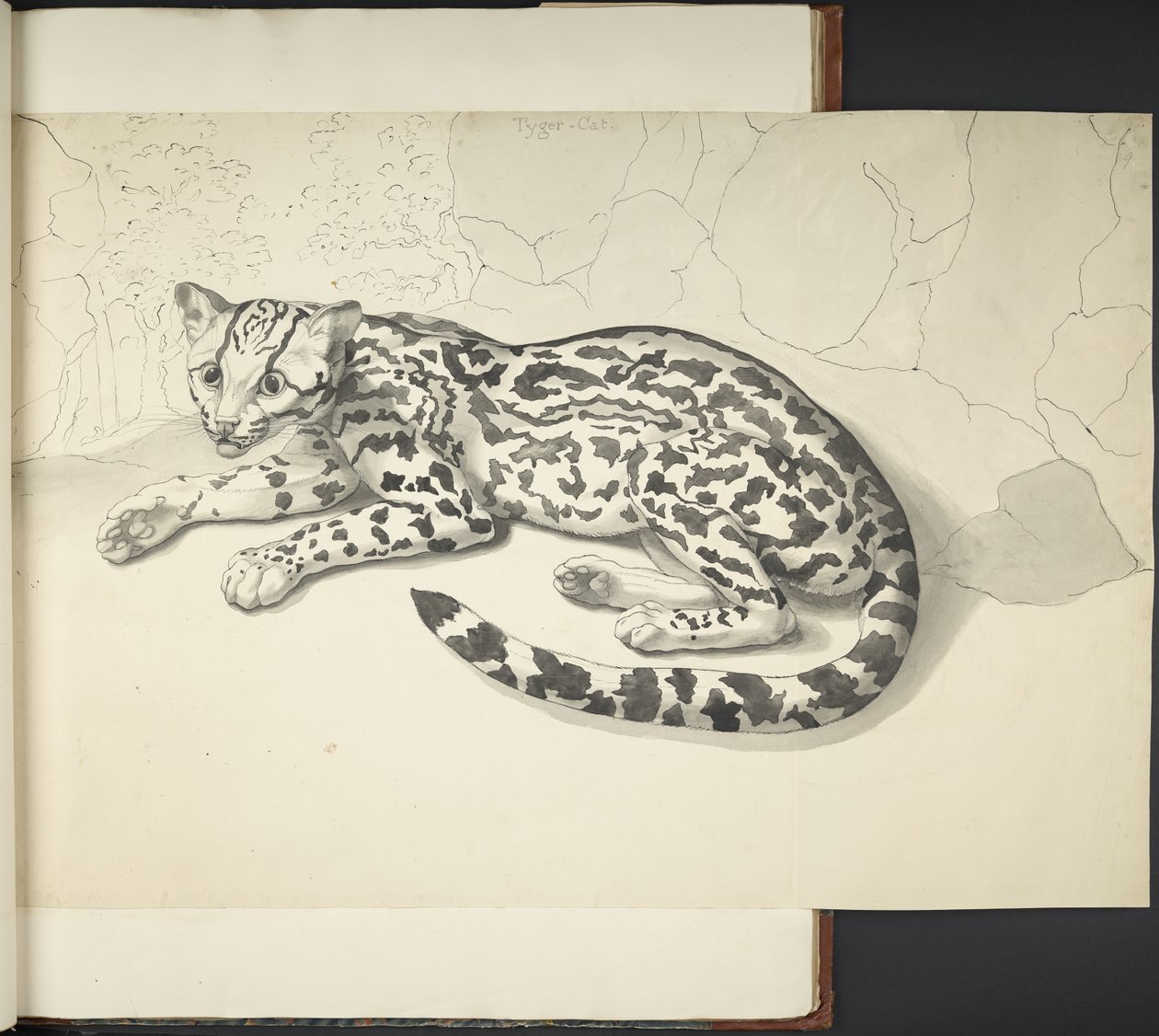 Tigerkatze, aus 