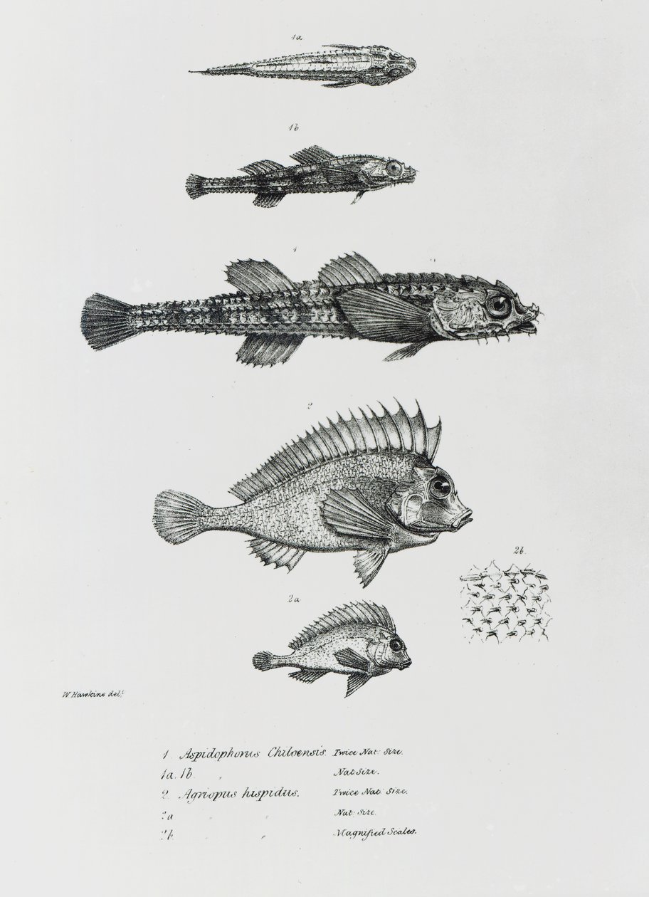 Aspidophorus Chiloensis und Agriopus Hispidus, Tafel 7 aus 
