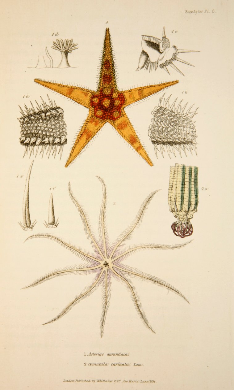Asterias aurantiaca und Comatula carinata, 1833 von English School