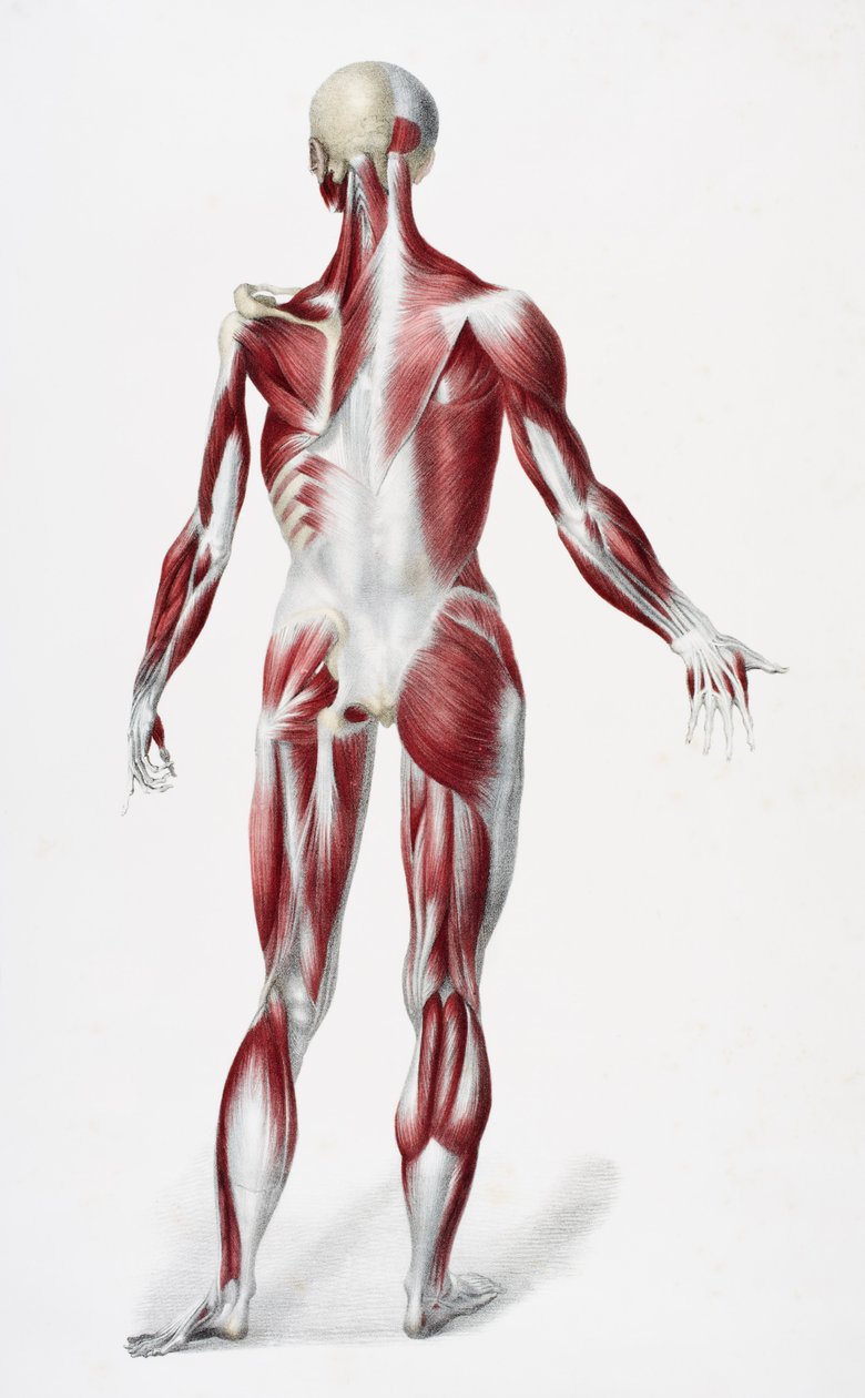 Rückseite des männlichen menschlichen Körpers, der Muskeln, Sehnen und Knochen zeigt, aus The Vessels of the Human Body, herausgegeben von Jones Quain und William Wilson, veröffentlicht von Taylor und Watson, London 1837 von English School