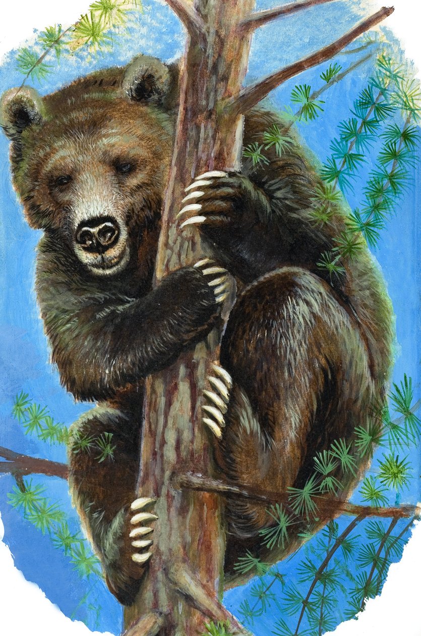 Bär auf einem Baum von English School