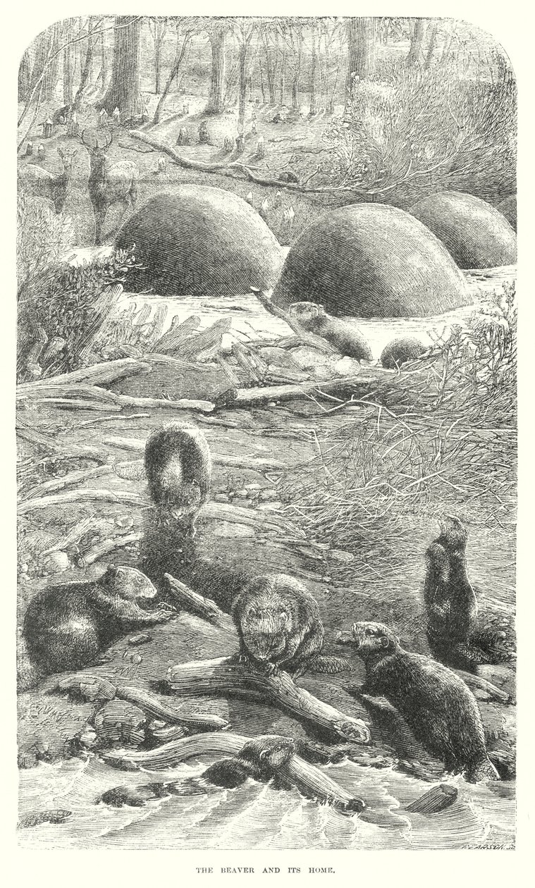 Biber (Gravur) von English School