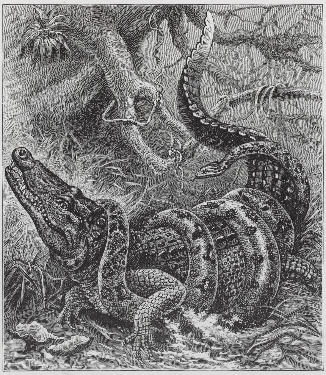 Boa und Krokodil (Gravur) von English School