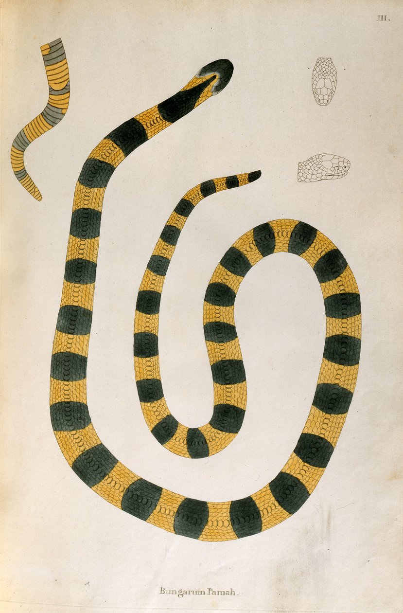 Bungarum Pamah Schlange aus Ein Bericht über indische Schlangen gesammelt von der Küste von Coromandel von Patrick Russell, London, 1796 von English School