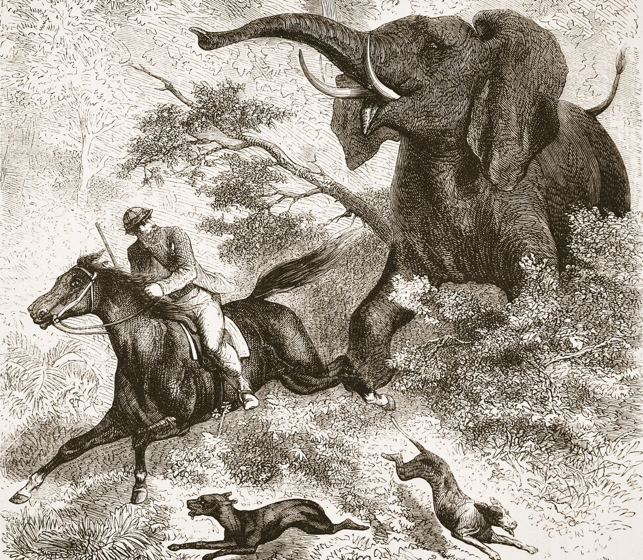 Von einem Elefanten gejagt, Illustration aus der Bildausgabe des Lebens und der Entdeckungen von David Livingstone von J. Ewing Richie, veröffentlicht von A. Fullarton & Co., 1876 von English School