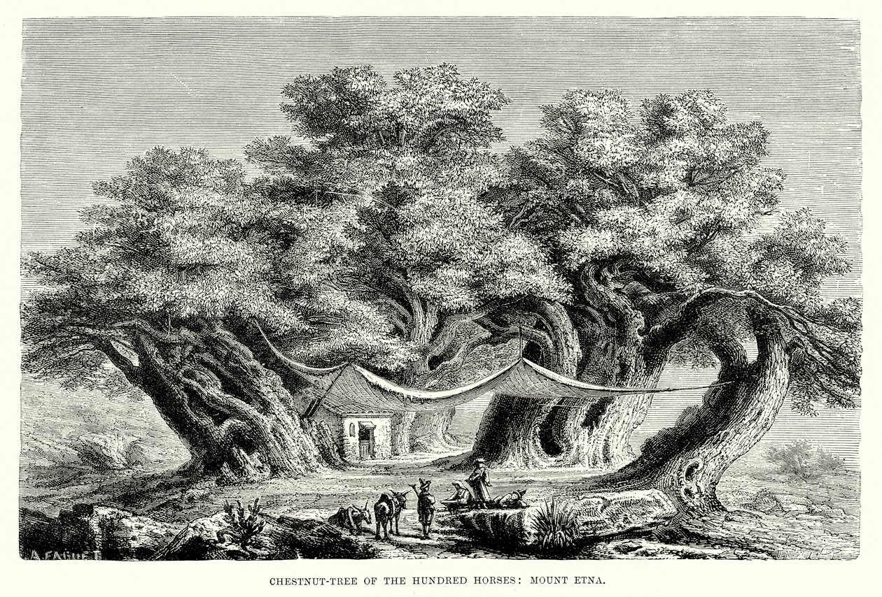 Kastanienbaum der Hundert Pferde: Ätna (Gravur) von English School
