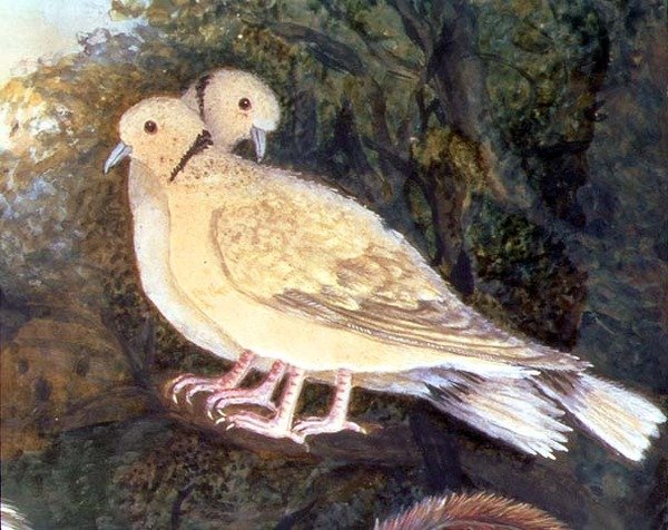 Hühner und Tauben in der Nähe eines Bauernhofs (Detail) von English School