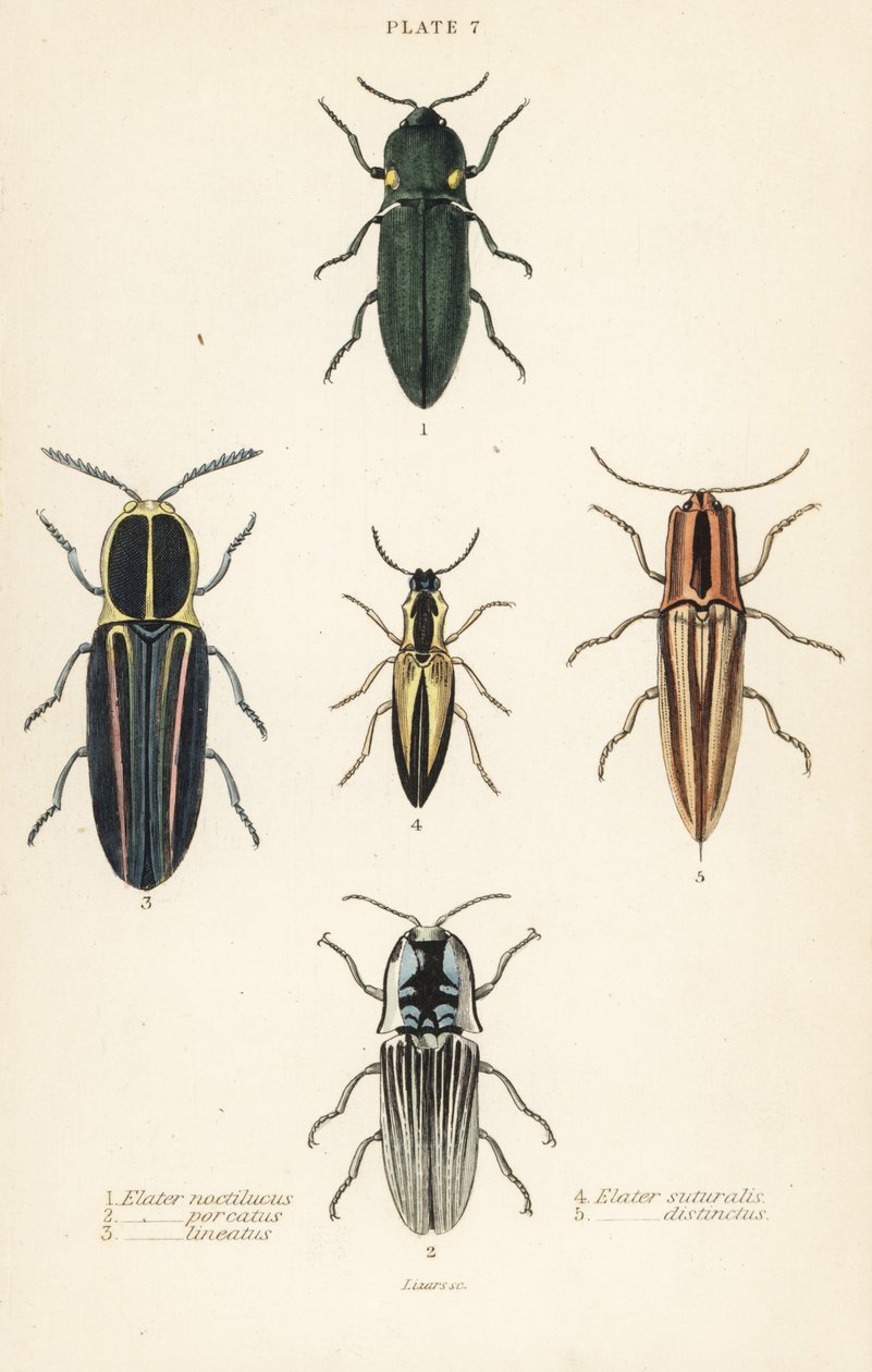 Schnellkäfer: Leuchtkäfer, Pyrophorus noctilucus 1, Chalcolepidius porcatus 2, gestreifter Schnellkäfer, Agriotes lineatus 3, Elater suturalis 4, und Semiotus distinctus 5 von English School