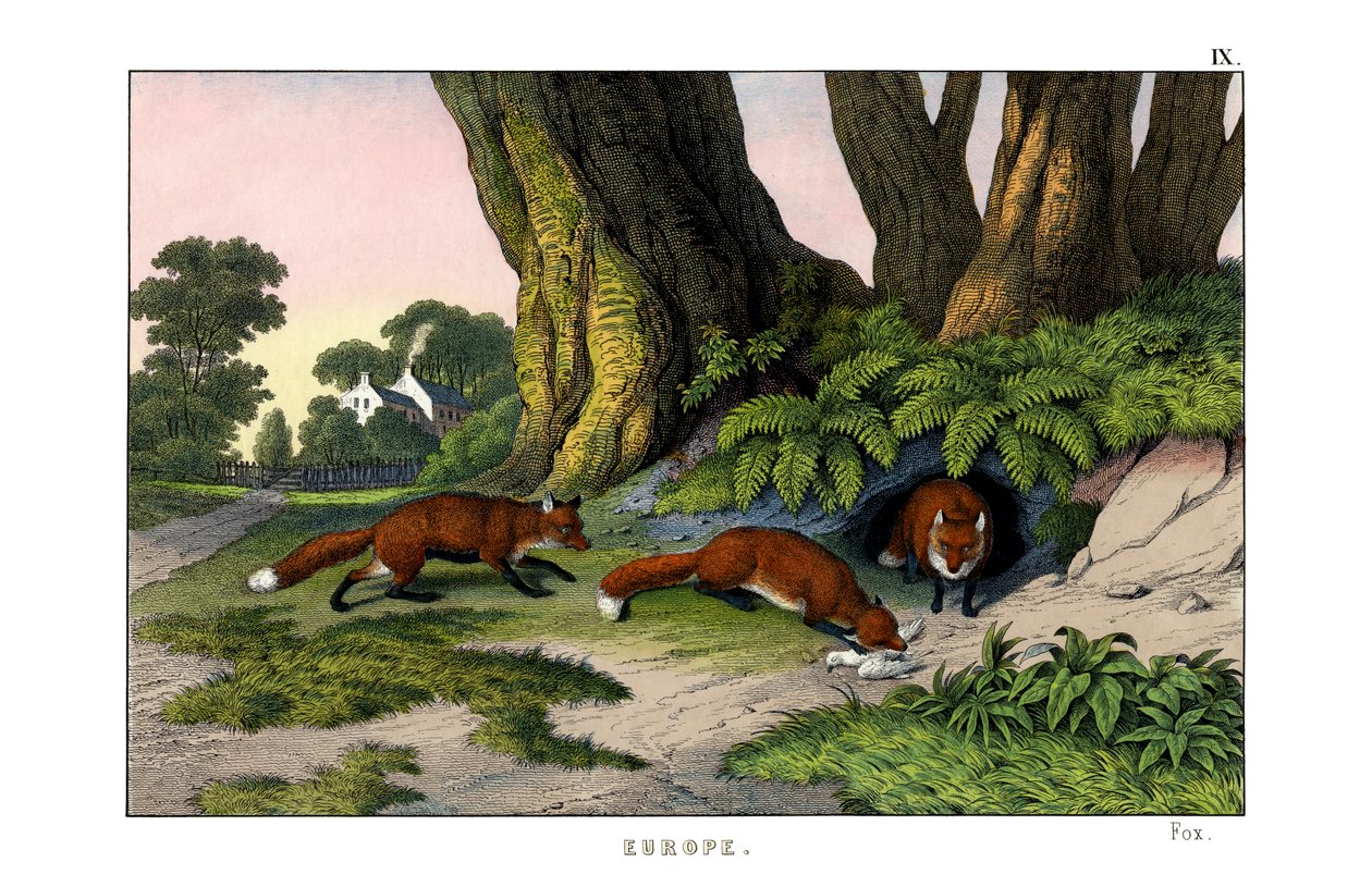 Gemeiner Fuchs von English School