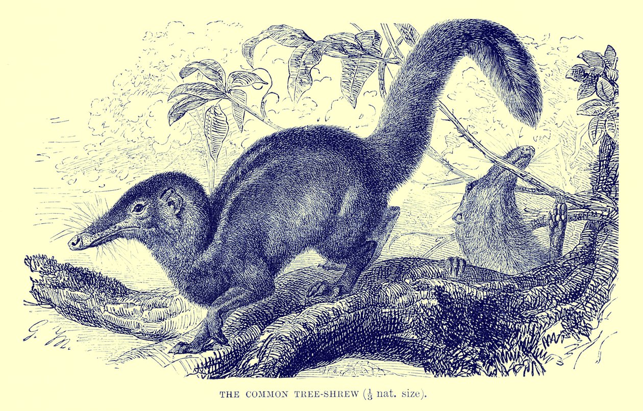 Gewöhnlicher Spitzhörnchen, Illustration aus 