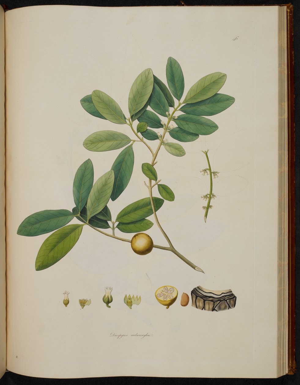 Diospyros melanoxylon, aus 