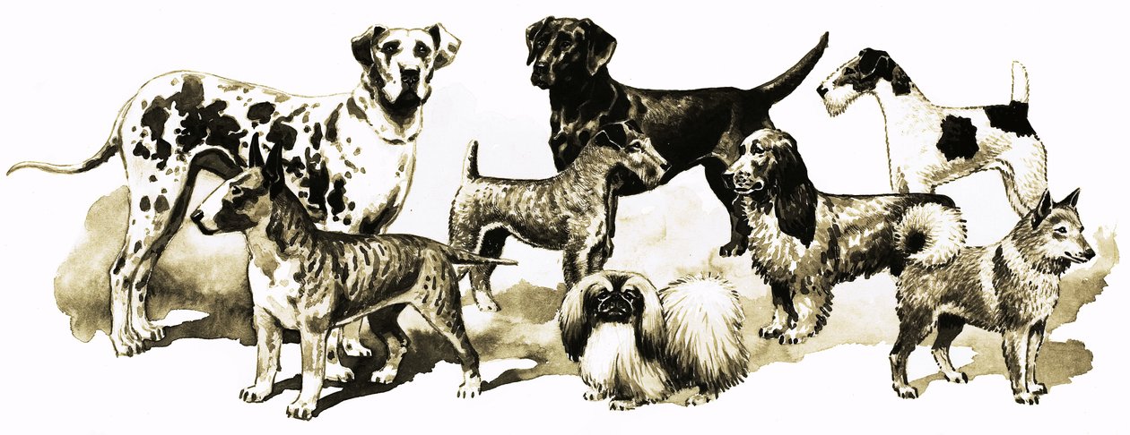 Hunde von English School