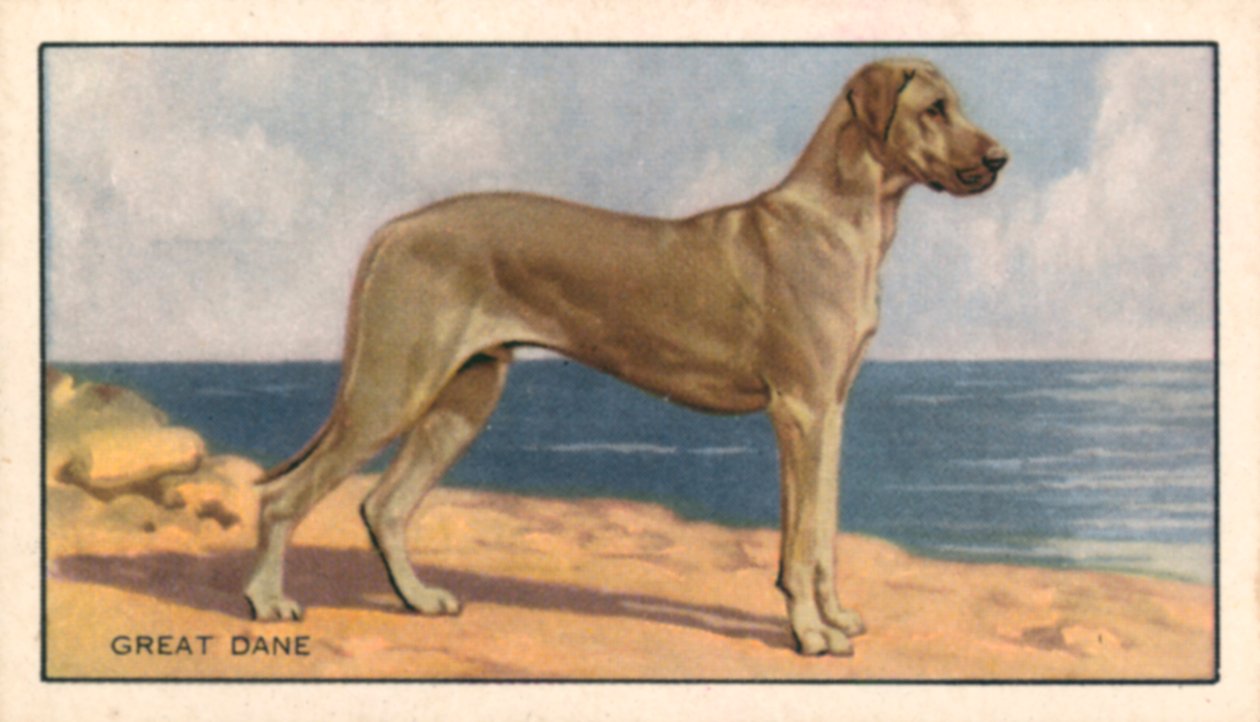 Hunde: Deutsche Dogge von English School