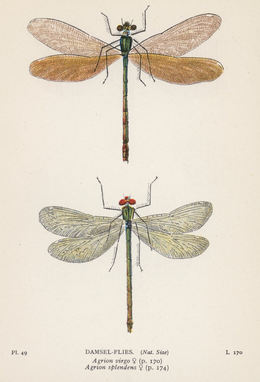 Libellen: Kleinlibellen von English School