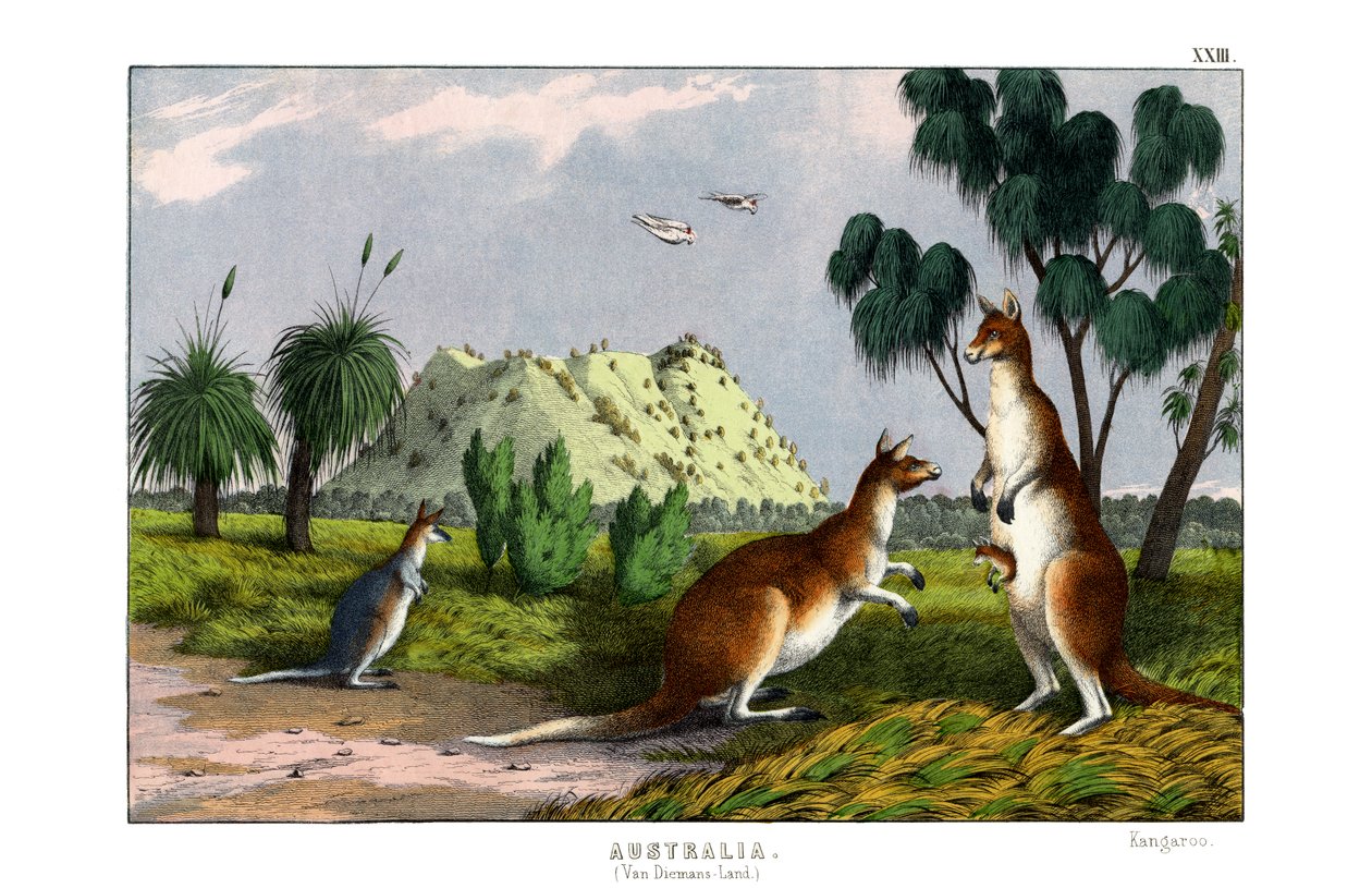 Östliches Graues Känguru von English School