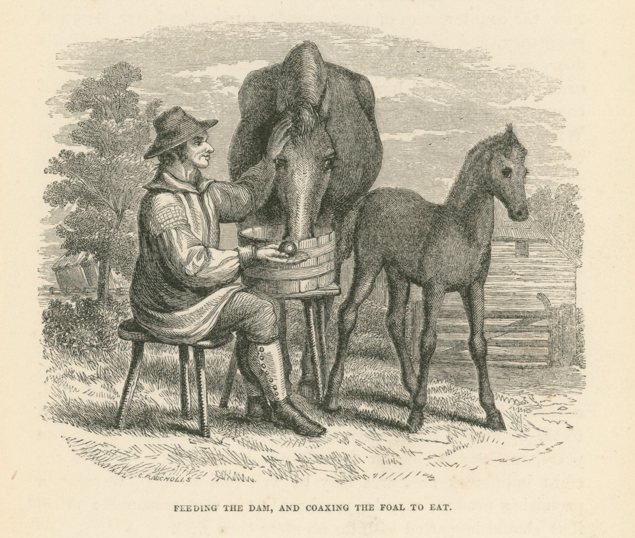 Fütterung der Mutter und Überredung des Fohlens zum Fressen (Gravur) von English School